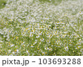 カモミールの花畑 103693288