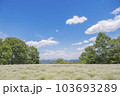カモミールの花畑と青空 103693289