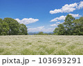 カモミールの花畑と青空 103693291