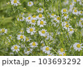 カモミールの花畑 103693292