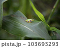 トウモロコシの葉にカエル 103693293