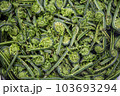 山菜（こごみ） 103693294