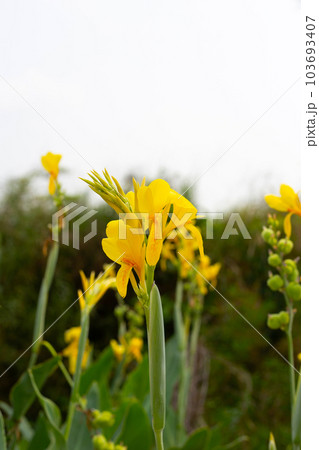 Beautiful canna flower with green leaves in the garden Beautiful canna flower with green leaves in the garden 103693407