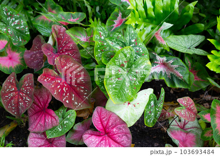 Caladium plants, Beautiful colorful leaves 103693484
