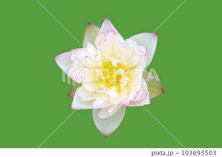 Beautiful pink water lily. Lotus flower on green background. 103693503