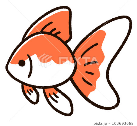 かわいい金魚 リュウキン かわいい金魚 リュウキン 103693668