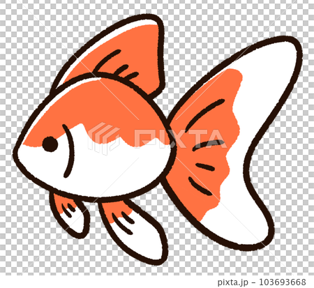 かわいい金魚 リュウキン かわいい金魚 リュウキン 103693668