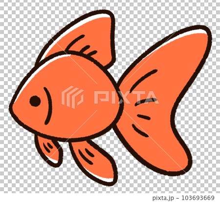 可愛的金魚琉金 可愛的金魚琉金 103693669