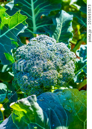 朝露のついたブロッコリー 103693873