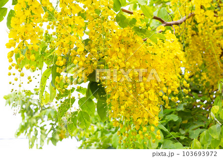 Cassia fistula flower on tree 103693972