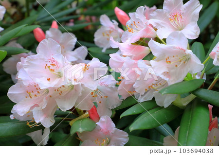 春日大社神苑　萬葉植物園　石楠花の花 103694038