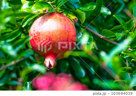 完熟したザクロ 103694039