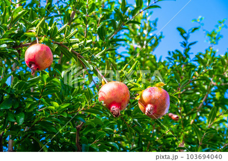 完熟したザクロ 完熟したザクロ 103694040