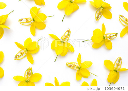 Cassia fistula flower on white background. Cassia fistula flower on white background. 103694071