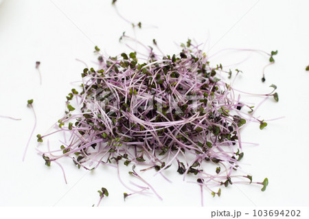 Organic red cabbage sprouts on white background. Organic red cabbage sprouts on white background. 103694202