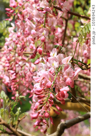 春日大社神苑　萬葉植物園　藤の花 103694243
