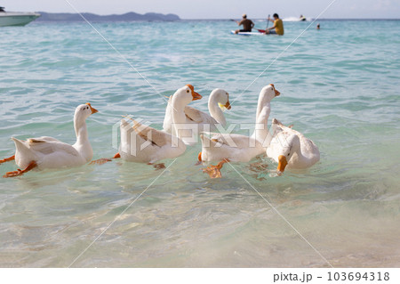 Geese swimming in the sea. Tien beach, Koh Larn Pattaya, Thailand 103694318