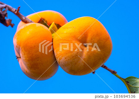 柿の実 103694536