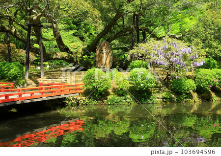 春日大社神苑 萬葉植物園  春日大社神苑 萬葉植物園  103694596