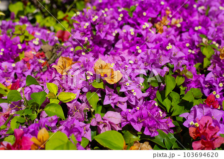 Beautiful bougainvillea flowers with green leaves Beautiful bougainvillea flowers with green leaves 103694620