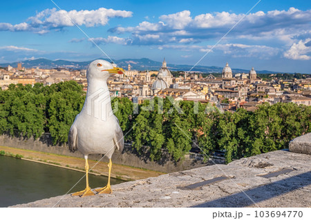 Rome Italy high angle view city skyline with Pigeon Rome Italy high angle view city skyline with Pigeon 103694770