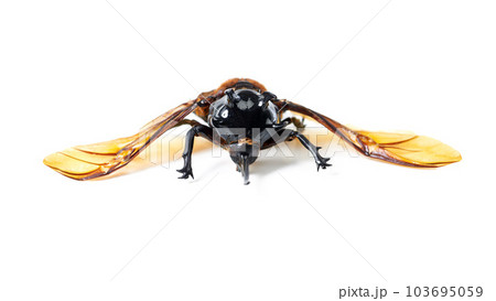 Insects, wings and beetle with horn, front and white background, aesthetic bug for analysis and study. Bugs, science and insect collection display for entomology research, studying and education Insects, wings and beetle with horn, front and white background, aesthetic bug for analysis and study. Bugs, science and insect collection display for entomology research, studying and education 103695059