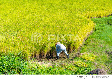 黄金色に実った稲を刈る人 黄金色に実った稲を刈る人 103695692