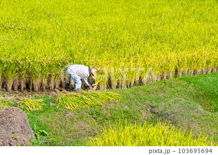 黄金色に実った稲を刈る人 黄金色に実った稲を刈る人 103695694