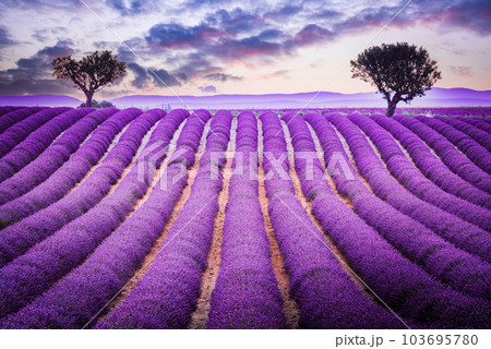 Fragrant lavender fields in picturesque Valensole, Provence. 103695780