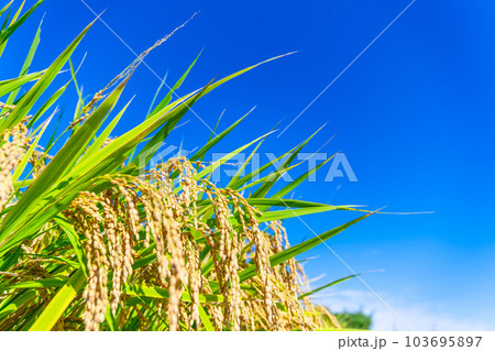 黄金色に実った稲 103695897