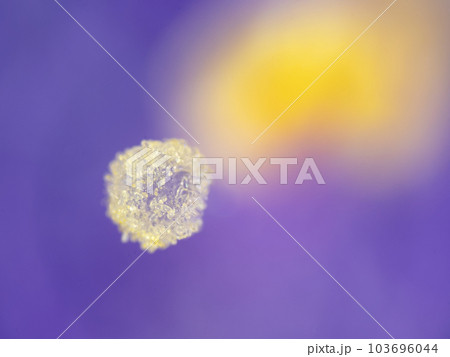 オオムラサキツユクサの雄しべ 103696044