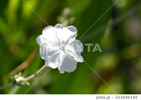 スイセンノウ(酔仙翁) スイセンノウ(酔仙翁) 103696398