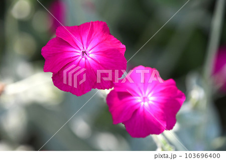 スイセンノウ（酔仙翁） 103696400