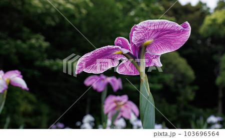 伊勢神宮外宮　勾玉池　花菖蒲 103696564