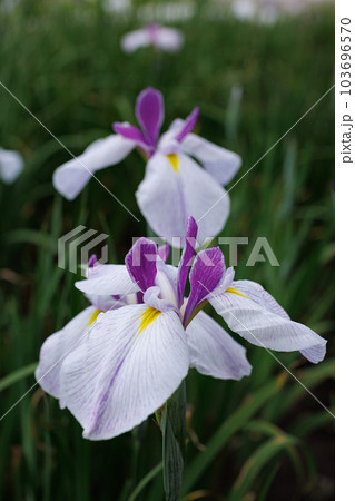 伊勢神宮外宮　勾玉池　花菖蒲 103696570