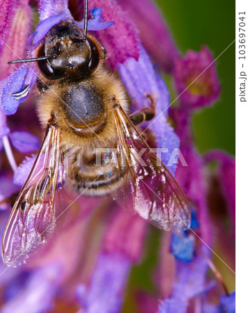 Closeup, bee on flower and collecting pollen in spring or isolated insect, purple plant and sustainable growth in nature. Bees, summer color and pollinating natural plants for environment in macro Closeup, bee on flower and collecting pollen in spring or isolated insect, purple plant and sustainable growth in nature. Bees, summer color and pollinating natural plants for environment in macro 103697041