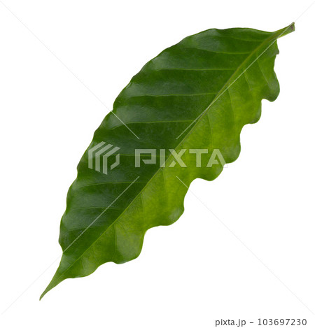 Fresh Green Arabica Coffee Leaf isolated on a white background Fresh Green Arabica Coffee Leaf isolated on a white background 103697230