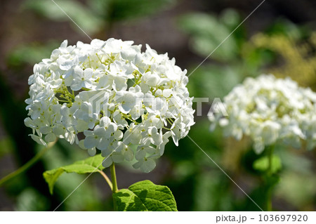 アジサイ(紫陽花) アジサイ(紫陽花) 103697920