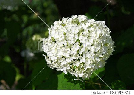 アジサイ(紫陽花) アジサイ(紫陽花) 103697921