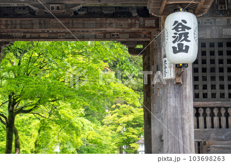 香積院の桜 香積院の桜 103698263