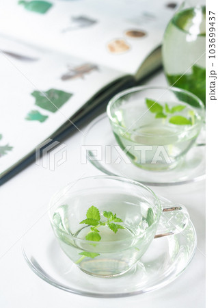 ハーブティー・幅広い効能効果のレモンバーム（メディカルハーブ） 103699437