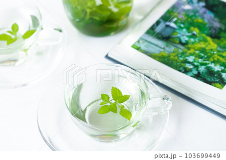 ハーブティー・幅広い効能効果のレモンバーム(メディカルハーブ) ハーブティー・幅広い効能効果のレモンバーム(メディカルハーブ) 103699449