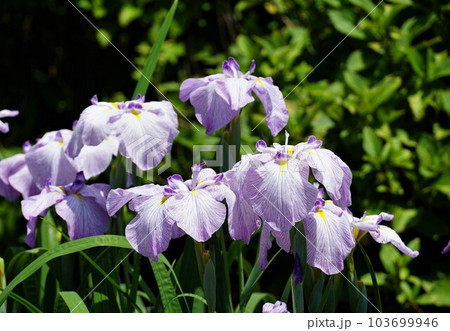 薄紫色の花しょうぶの花が咲く風景(染谷花しょうぶ園) 薄紫色の花しょうぶの花が咲く風景(染谷花しょうぶ園) 103699946