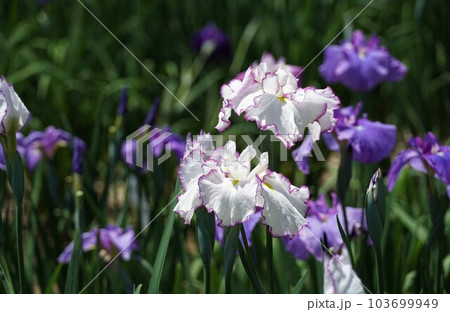 白色の花しょうぶの花が咲く風景(染谷花しょうぶ園) 白色の花しょうぶの花が咲く風景(染谷花しょうぶ園) 103699949