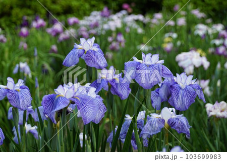 青色の花しょうぶの花が咲く風景(染谷花しょうぶ園) 青色の花しょうぶの花が咲く風景(染谷花しょうぶ園) 103699983
