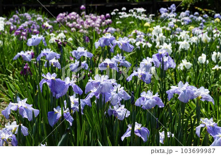 青色の花しょうぶの花が咲く風景（染谷花しょうぶ園） 103699987
