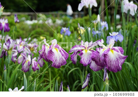 紫色の花しょうぶの花が咲く風景（染谷花しょうぶ園） 103699988