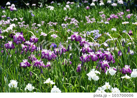 紫色の花しょうぶの花が咲く風景（染谷花しょうぶ園） 103700006