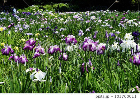 紫色の花しょうぶの花が咲く風景（染谷花しょうぶ園） 103700011
