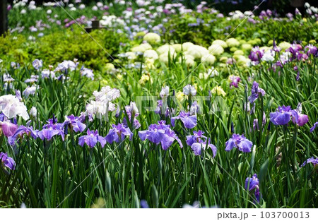 青色の花しょうぶの花が咲く風景（染谷花しょうぶ園） 103700013